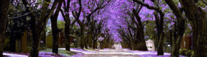 jacaranda1
