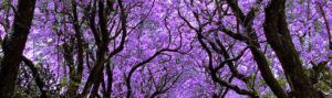 jacaranda2