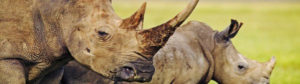nashorn-suedafrika-nahaufnahme_rs_picture_small