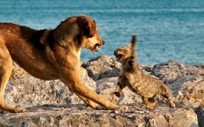 Περί σκυλιών και γατιών